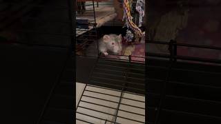 Download lagu She movinn, she groovinn! #rats #pets mp3 Download lagu She movinn, she groovinn! #rats #pets mp3