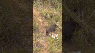 Download lagu Aksi Babi Hutan Hampir Menabrak #doglover #berburubabi #berburu #hunting #wil mp3 Download lagu Aksi Babi Hutan Hampir Menabrak #doglover #berburubabi #berburu #hunting #wil mp3