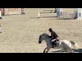 Gelding French Saddle Pony For sale 2017 Grey