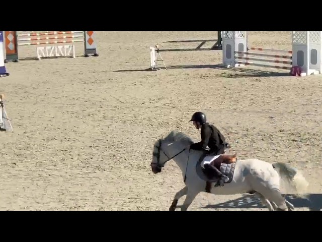 Gelding French Saddle Pony For sale 2017 Grey