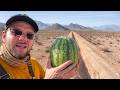 This Shouldn T Be Growing Here