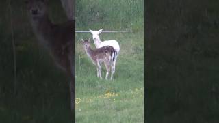 Spannende Jagd auf seltenen Muffel - gehörntes Schmalschaf😳❓#copterpro #copterprojagd #hunting