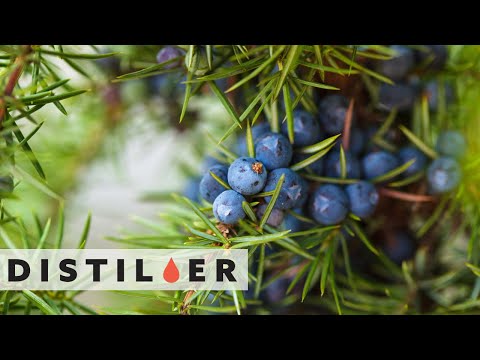 What is London Dry Gin? | Everything You Need to Know