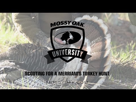 Scouting for a Merriam’s Turkey Hunt