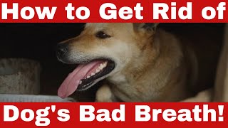 How to Get Rid of Dog