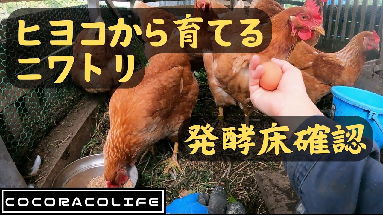 ヒヨコから育てるニワトリ～発酵餌と発酵床の管理