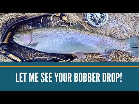 Let Me See Your Bobber Drop! Steelhead Bobber Downs!!! Winter Steelhead Fishing/Trout Fishing Videos