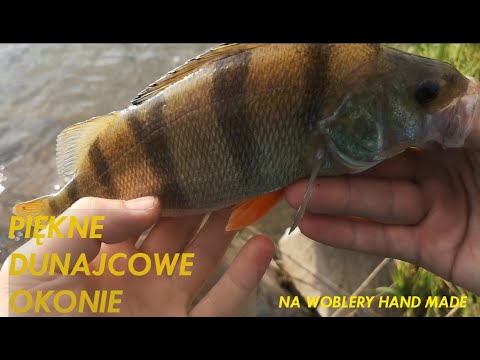 Wędkarstwo spinningowe | Piękne okonie z Dunajca na woblery hand made Engima