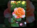 NAA KALALA PAPAI LOVE SONG Emotional Emotional Love Status