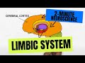 Limbic System Animation