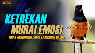 MURAI BATU GACOR AMPUH BUAT PANCINGAN murai batu agar bunyi JADIKAN burung murai gacor EMOSI NYAUT