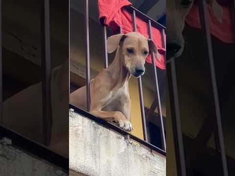 Salvando un perrito de la muerte 🥺💔