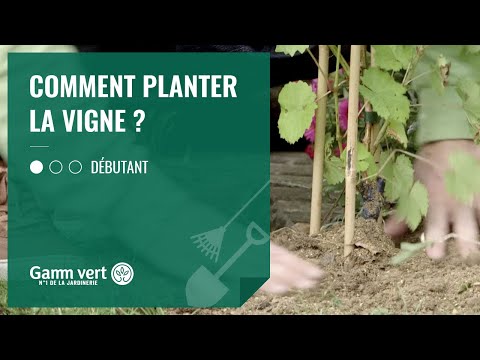 , title : '[TUTO] Comment planter la vigne ? - Jardinerie Gamm vert'