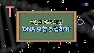 DNA 모형 조립하기 이미지