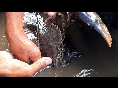 EP276:PART1-MAKAPIGIL HININGANG PAGDUKOT NG ALIMANGO