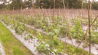 Download lagu Antisipasi Gagal Panen Akibat Hujan, Petani Pilih Tanam Buah Melon 1 mp3