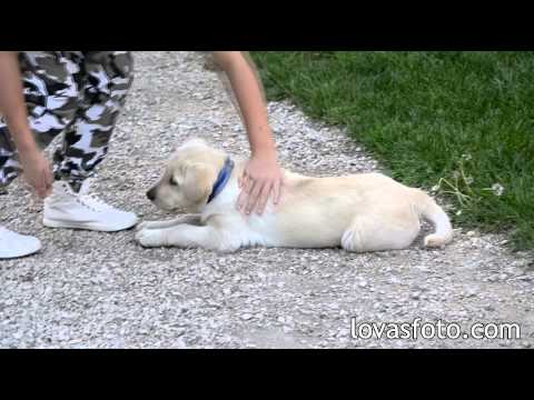 Ha a labradorokban férgek vannak