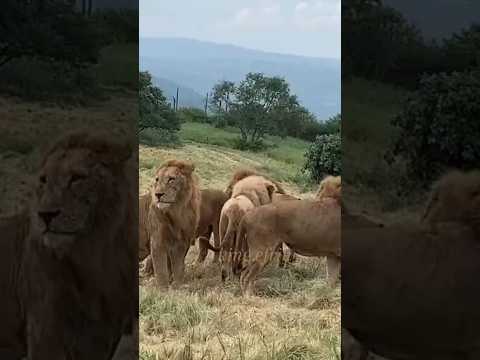 Two lion pride fight over throne #animals #lionslover #officialchannel #lionslife