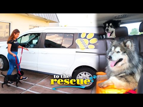 The Pet Taxi App: Keeping Pets with Their Families and Out of Shelters