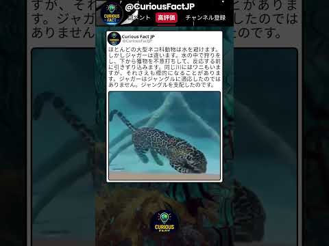 大型ネコ科なのに水が大好き