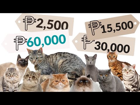 The real COST to own a CAT | Best CAT BREEDS in  the PHILIPPINES