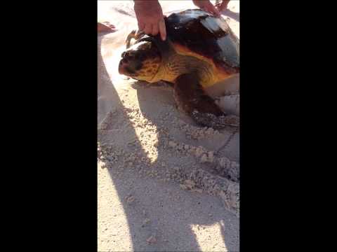 Tiger Shark vs Turtle