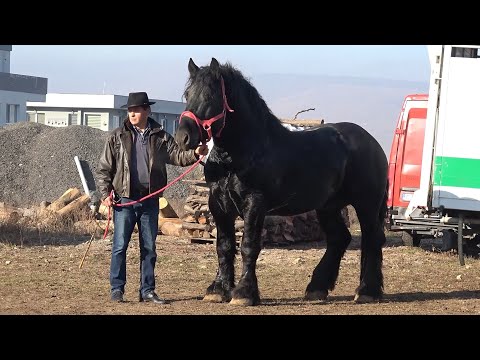 Caii lui Dorin Blenda de la Floresti, Cluj - 2024 Nou!!!