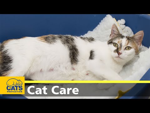 YouTube video about Health and Safety Considerations for Pregnant Cats