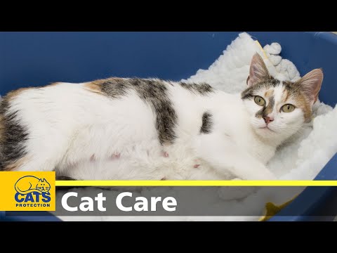 Caring for pregnant cats - YouTube