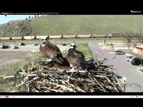 2014 Hellgate Osprey Cam-April 19, 2014 @ 1931 hrs EST. ©lehemt.