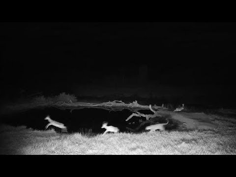 Djuma: Leopard-Hosana male makes an attempt on some Impalas at the pan  - 18:00 - 06/19/19