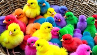 Download lagu Ayam Lucu, ayam warna warni, ayam rainbow, kelinci lucu, bebek lucu, ikan koi, Hewan Lucu 01 mp3 Download lagu Ayam Lucu, ayam warna warni, ayam rainbow, kelinci lucu, bebek lucu, ikan koi, Hewan Lucu 01 mp3