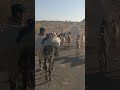 Black Donkey With Beautiful Gay