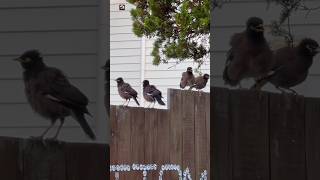 Download lagu Suara burung myna mp3 Download lagu Suara burung myna mp3