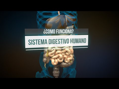 How does the digestive system work? (animation)