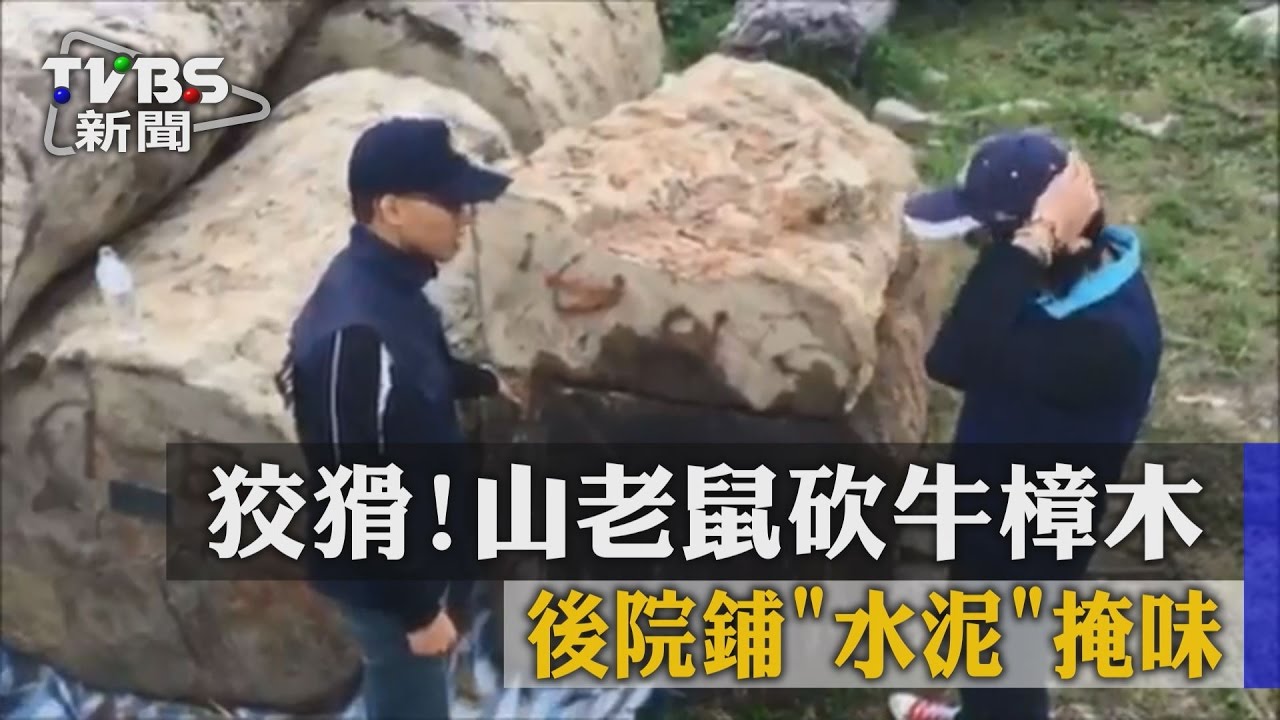 狡猾！山老鼠砍牛樟木　後院鋪水泥掩味