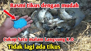 Download lagu LANGSUNG K.O cukup 1× pakai Cara membasmi TIKUS SAWAH dengan mudah mp3