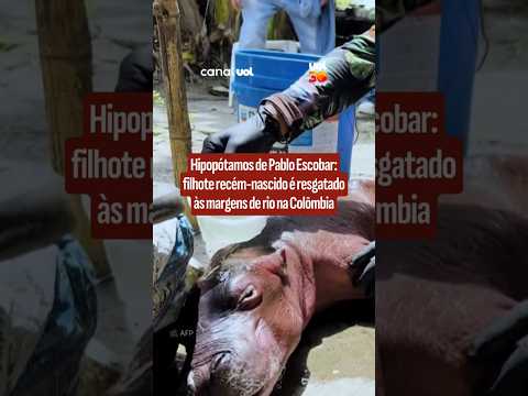 Hipopótamos de Pablo Escobar: filhote recém-nascido é resgatado às margens de rio na Colômbia