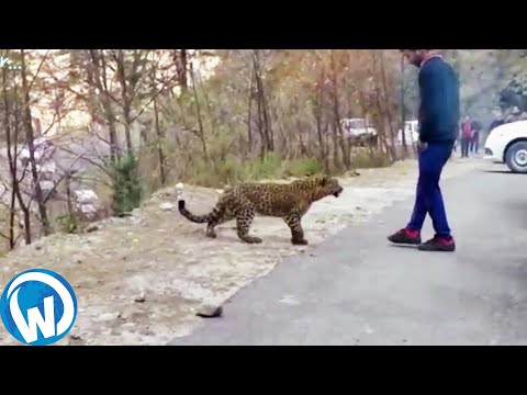 Unforgettable Moments Filmed With Animals