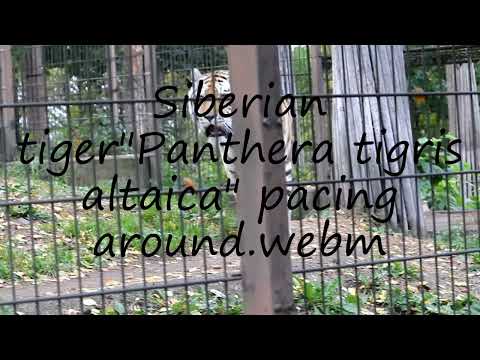 How to pronounce Siberian tiger"Panthera tigris altaica" pacing around.webm in English?