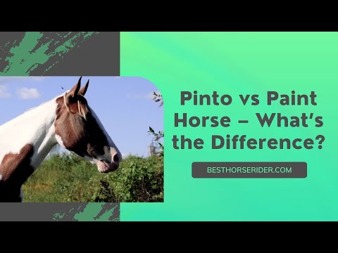 , title : 'Pinto vs Paint Horse – What’s the Difference?'