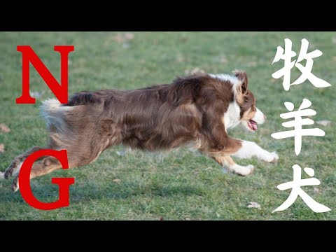 ミニチュア アメリカン シェパードまたはミニチュア オーストラリアン シェパード