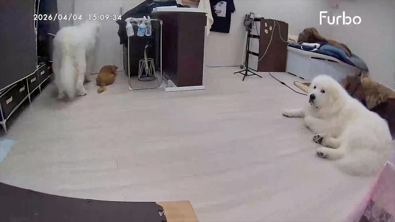 雨でストレス爆発しそうな３頭です