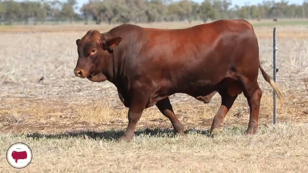 Lot 9