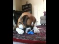 Boxer Moose pops his balloon