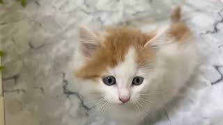 サイベリアンの動画01