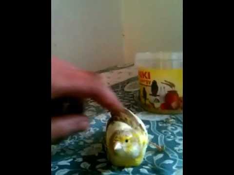 comment construire nid canari