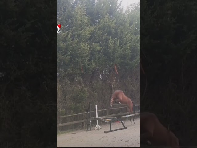  X Harley VDL 4 years old