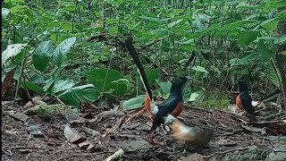 Download lagu BARU KALI INI KETEMU MURAI BORNEO PALING GACOR mp3