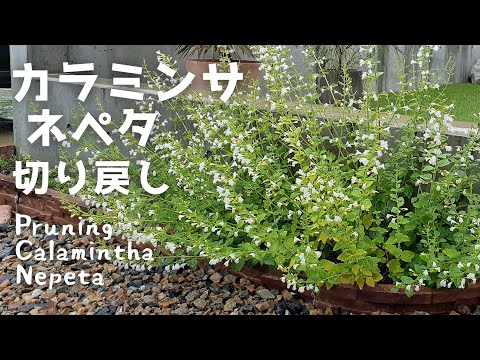 園芸 リトル・カラメント、偽カラメント・ネペタ